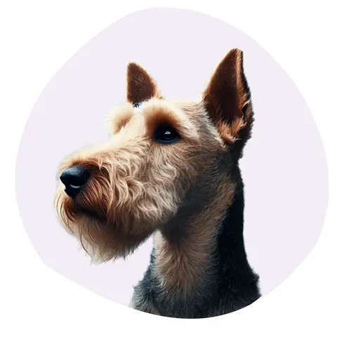 Welsh terrier